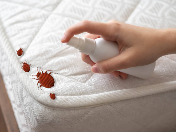 Best Pest Control Treatment  in USA